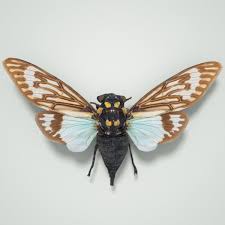Cicada Tosena Splendida Burma Insect 3d Model Insects Cicada Cicada Art