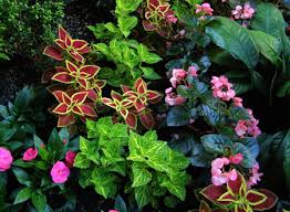 Check spelling or type a new query. Plants Miami Homestead Florida Fl