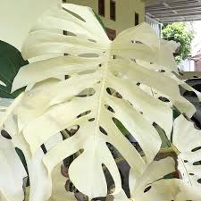 Olivra Homedecor On Instagram Perfect All White Variegated Monstera Leaf Share With One Of Your Friends Follow Us Plants Monstera Leaf Monstera