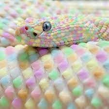 Pastel Snake Tumblr Rare Animals Albino Animals Animals