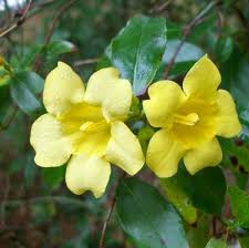 Image result for Gelsemiaceae