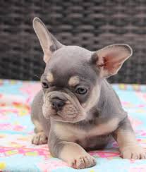 Tri color french bulldogs these are my personal favorite. Stunning Full Maskless Lilac Tan Ultimate Bulldogs Uk Facebook
