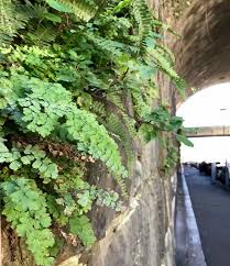 Image result for Adiantum vogelii