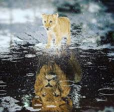 Pin By Lisa Ciminillo On Shadow Reflection Baby Animals Pictures Cute Animals Big Cats Photography