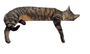 If your dogs have not been around cats, be sure and familiarize yourself with how to introduce them slowly. Dog Diapers Cat Puppy Male Female Pet Diapers Planet Urine