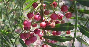 Pepper Berry Tree Asparagus Fern Berries Floral