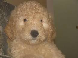 Located just outside of san antonio in texas, texan doodles is the top australian labradoodle breeder in the area. Ckc Hunting Labradoodle Puppies For Sale In Arneckeville Texas Classified Americanlisted Com