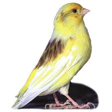 Canaries are sensitive to air pollution, and will need fresh air. Canary For Sale Live Pet Birds Petsmart