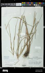 Image result for Schizachyrium sanguineum