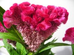 Cockscomb Crested Flower Top Flowers Wallpaper Flowers Amazing Flowers Types Of Flowers