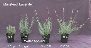 Is lavender hard to grow? Manage Soil Moisture For Proper Irrigation Of English Lavender Greenhouse Grower