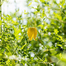 Zu den gelbblühenden und ähnlichen spätblühern zählen die vertreter der tangutica und orientalis und vitalba gruppe. Clematis Tangutica Gold Waldrebe