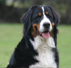 Find golden retrievers for sale on oodle classifieds. Bernese Mountain Dog Breeders Australia Bernese Mountain Dog Info Puppies Bernese Mountain Dog Breeders Mountain Dog Breeds Bernese Mountain Dog