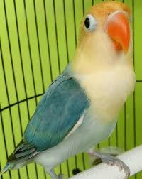 Tak heran, lovebird parblue masuk jenis lovebird termahal dan paling bagus. Mengetahui Hasil Persilangan Lovebird Violet Dan Parblue