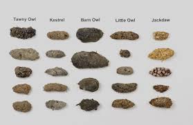 Identification Guide Owl Pellets