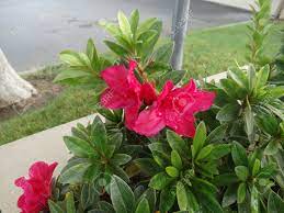 Voir plus d'idées sur le thème feuillage persistant, feuillage, plante haie. Rouge Rhododendron Arbuste Persistant A Petit Arbre A Feuilles Lanceolees Elliptique Epaisses Et Des Fleurs Rouges En Grappes Banque D Images Et Photos Libres De Droits Image 33111749