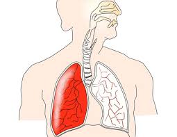 Rajah di bawah menunjukkan sistem respirasi manusia. Sains Tahun 4 Proses Pernafasan Manusia Quiz Quizizz