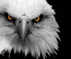 Wallpaper Gambar Animasi Elang Gambar Dp Bbm Terbaru Bald Eagle Eagle Face American Bald Eagle