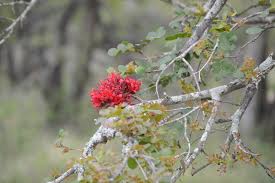 Image result for Schotia capitata