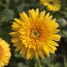 Image result for Gerbera jamesonii