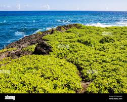 Image result for Kuloa