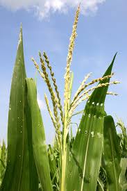 Image result for Zea mays