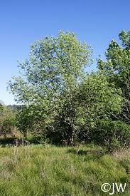 Image result for Landolphia foretiana