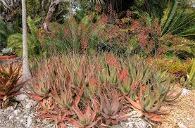 Image result for Aloe cameronii × christianii