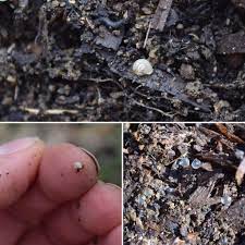 I Found The Tiniest Snail Today While Fixing Some Edging Around One Of My Apple Trees Also Found These Cool Eggs That May Be Snail Slug Apple Tree Slugs Tree