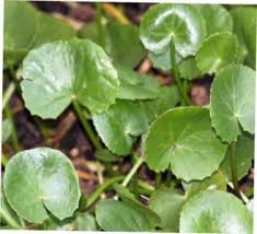 Image result for Centema