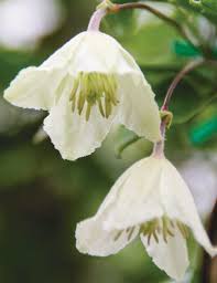 Χ2 tests were used to test the hypothesis that the occurrence of frost tolerance and species or series are associated. Evergreen Clematis Wisley Cream Tesselaar