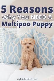Maltipoo puppies males and females. 5 Reasons Why You Need A Maltipoo Puppy Life On Phillips Lane