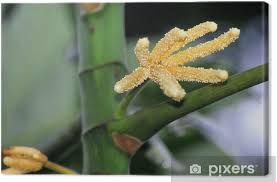 Image result for Cecropia pachystachya