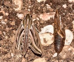 Image result for Hippotion celerio