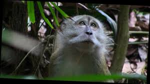 We did not find results for: Macaques Animal Encounters Do S And Don Ts Gardens Parks Nature National Parks Board Nparks