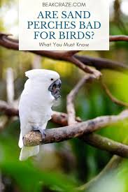 Environmental enrichment, of course, extends beyond the limits of your birds' cage. Are Sand Perches Bad For Birds Here Is The Truth Beak Craze
