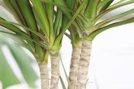 Dracaena are composed of a large group of popular foliage plants. Dracaena Marginata Conseils D Entretien Rempotage Et Arrosage Plantopedia