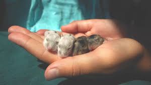 Las ardillas pertenecen a la familia de roedores y tienen parientes cercanos de perros praderas, marmotas y ardillas. Como Evitar El Canibalismo En Los Hamster Rusos
