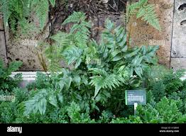 Image result for Anemia angolensis