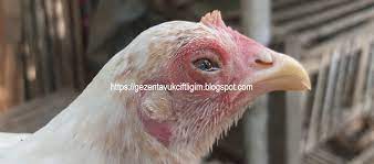 crd hastaligi mycoplasmosis hayvanlar
