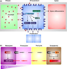 We did not find results for: Xylem Development From The Cradle To The Grave Ruzicka 2015 New Phytologist Wiley Online Library
