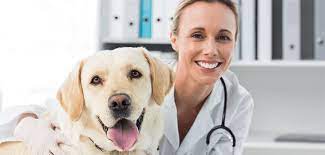 7 Tips For Treating Hives In Dogs Your Dog Needn T Suffer With Hives