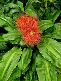 Image result for Scadoxus