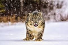 When & Where to See Snow Leopards in the Wild