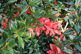 Image result for Berberis verruculosa