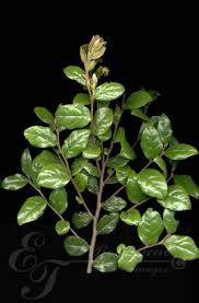 Image result for Grewia arborea