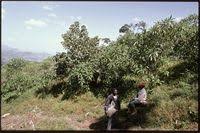 Image result for Solanecio mannii