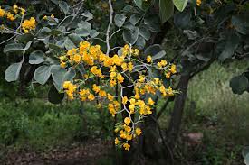 Image result for Pterocarpus rotundifolius