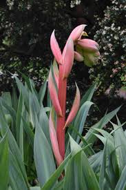 Image result for Beschorneria yuccoides