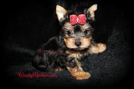 We are proud to offer some of the most amazing teacup yorkies that are available. Available Male Yorkshire Terrier Puppies For Sale In Tx Wendys Yorkies